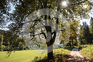 Beautiful landscape with chestnuts in Swabian Alb