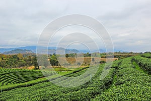 Beautiful landscape of Choui Fong Tea Plantation