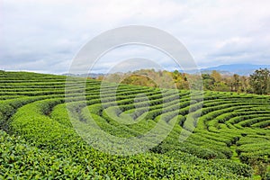 Beautiful landscape of Choui Fong Tea Plantation