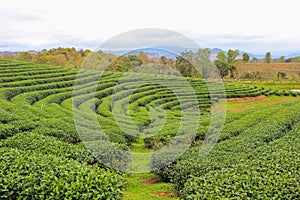 Beautiful landscape of Choui Fong Tea Plantation