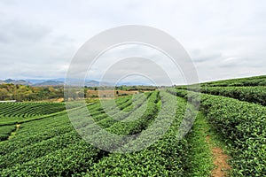 Beautiful landscape of Choui Fong Tea Plantation