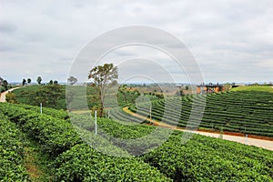 Beautiful landscape of Choui Fong Tea Plantation