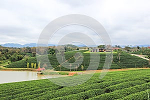 Beautiful landscape of Choui Fong Tea Plantation