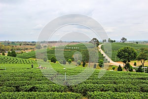 Beautiful landscape of Choui Fong Tea Plantation