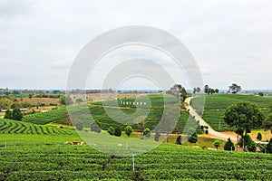 Beautiful landscape of Choui Fong Tea Plantation