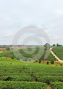 Beautiful landscape of Choui Fong Tea Plantation