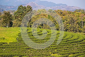 Beautiful landscape of Choui Fong Tea Plantation,Mae Chan District,Chiang Rai,Northern Thailand