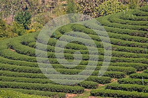 Beautiful landscape of Choui Fong Tea Plantation,Mae Chan District,Chiang Rai,Northern Thailand