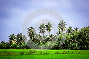 Beautiful landscape of coconut trees and rice fields in countryside of Thailand