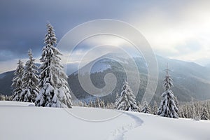 Beautiful landscape on the cold winter day. On the lawn covered with snow there is a trodden path leading to the high mountain.