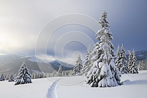 Beautiful landscape on the cold winter foggy morning. On the lawn covered with snow there is a trodden path leading to mountain