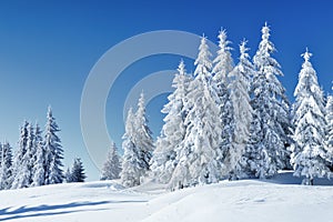 Beautiful landscape on the cold winter morning. High mountain. Pine trees in the snowdrifts. Lawn and forests. Snowy background.