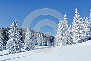 Beautiful landscape on the cold winter morning. High mountain. Pine trees in the snowdrifts. Lawn and forests. Snowy background.