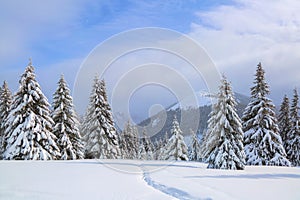 Beautiful landscape on the cold winter morning. On the lawn covered with snow there is a trodden path leading to the high