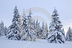 Beautiful landscape on the cold winter morning. Lawn and forests. Location the Carpathian Mountains, Ukraine, Europe