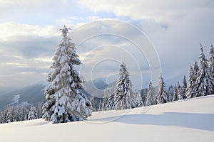 Beautiful landscape on the cold winter morning. Lawn and forests. Location the Carpathian Mountains, Ukraine, Europe