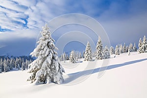 Beautiful landscape on the cold winter morning. Lawn and forests. Location place the Carpathian Mountains, Ukraine, Europe