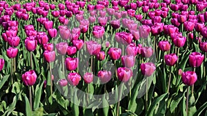 Beautiful landscape with colored tulips in a field in Holland. Full HD video (High Definition).