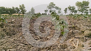 A beautiful landscape of cotton fields. Cotton fields are very common in Paksitan.