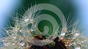 Beautiful landscape.Creative.A large white dandelion fluff with small dew drops on it.