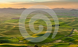 Beautiful landscape of crop field in Palouse in the morning, Washington, USA