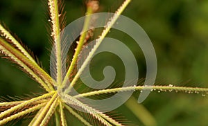 A beautiful landscape of crow foot grass flowers with green background.