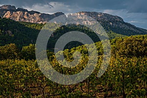 Beautiful landscape of the dentelle de montmirail , small mountains in provence France with vineyards in fore ground, taken at