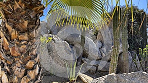 Beautiful landscape and desert scenery of rocks, palm trees and cactus of Baja California Sur in Mexico.