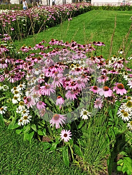 Beautiful landscape design of the park area, with flowers.