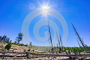 Beautiful landscape in Devils Postpile National Monument