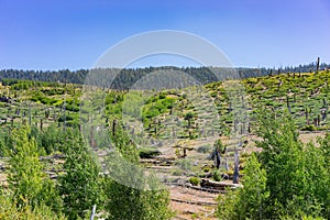 Beautiful landscape in Devils Postpile National Monument