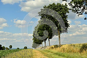 Beautiful landscape. Dirt road through the field and forest ahead.