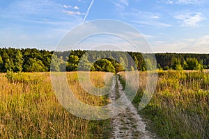 Beautiful landscape. A dirt road through the field and a forest ahead