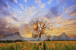 Beautiful landscape of dry tree branch and sun flowers field against colorful evening dusky sky use as natural background photo