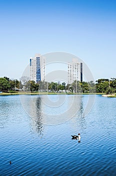 Beautiful landscape of duck swimming on the water of a lake on a