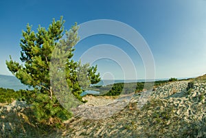 Beautiful landscape, dunes, wood and sea