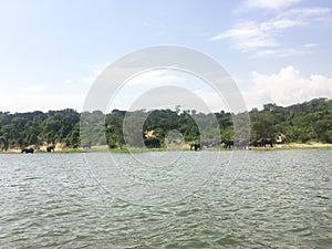 Beautiful landscape with an elephant group