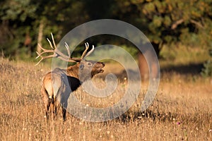 Beautiful landscape of elk in rut photo