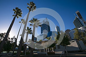 Beautiful landscape evening light over the palm trees, blue sky background in Perth city CBD