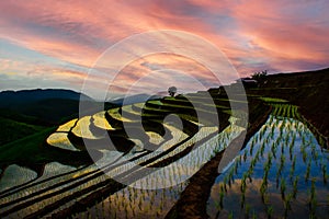 Beautiful landscape in the evening at Pa Bong Piang Rice Terraces homestay north chiangmai Thailand...