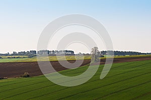 Beautiful landscape with farm field lines of arable land and rape flower field.