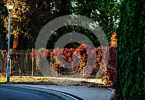 Beautiful landscape. Fence and trees lit by the autumn sun.