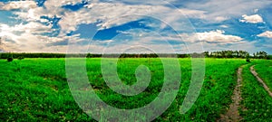 Beautiful landscape. Field, forest and sky. Panorama. Green juicy grass. Coniferous forest on the horizon. Cumulus in the sky.