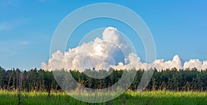 Beautiful landscape. Field, forest and sky. Panorama. Green juicy grass. Coniferous forest on the horizon. Cumulus in the sky.