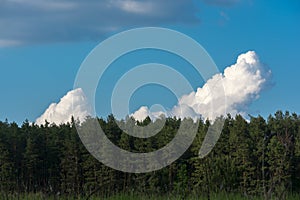 Beautiful landscape. Field, forest and sky. Panorama. Green juicy grass. Coniferous forest on the horizon. Cumulus in the sky.