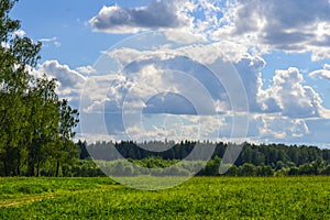 Beautiful landscape. Field of green grass tree. Blue sky with clouds. Russia, Moscow region