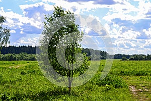 Beautiful landscape. Field of green grass tree. Blue sky with clouds. Russia, Moscow region