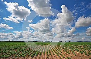 Beautiful landscape with field of potatos and cloudy sky.