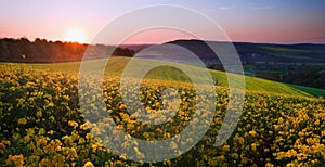 Beautiful landscape field of rapeseed in countr