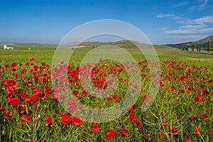 Beautiful landscape with field of red poppy flowers and blue sky in Dobrogea, Romania